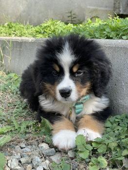 Bambù, Berner Sennenhund