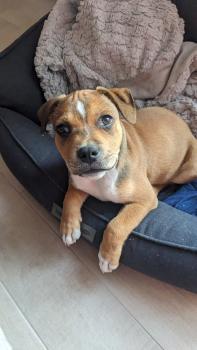 Ubu, Staffordshire Bull Terrier