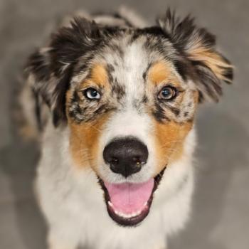 Uki, Australian Shepherd