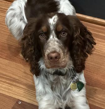 Bella, English Springer Spaniel