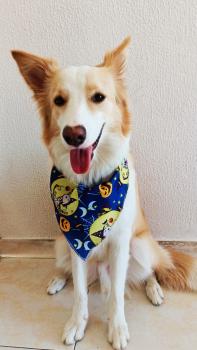 Grajales, Border Collie