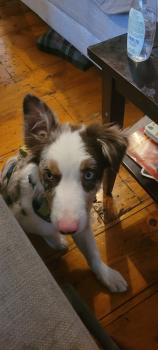 Odin, Border Collie