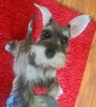 Tito, Schnauzer nano
