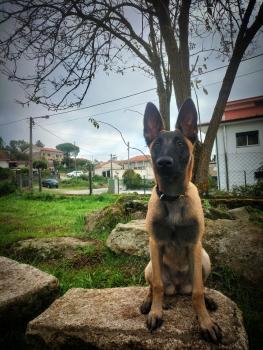GAIA DE TENEBRIS STELLAM, Pastor Belga Malinois