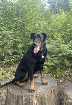 Beauce, Beauceron