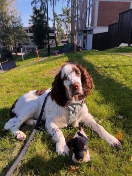 Momo, Springer spaniel inglés
