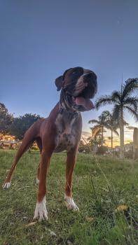 Hera, Bóxer