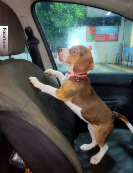 Luna, Beagle