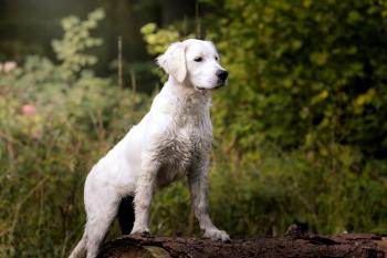 Lewis, Golden Retriever