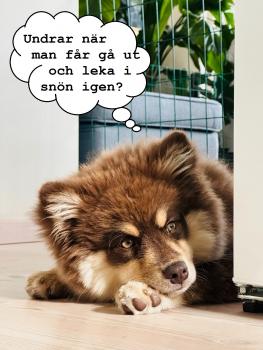 Kira, Autres Chiens