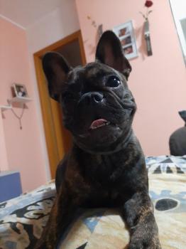 Chloe, Bulldog Francés