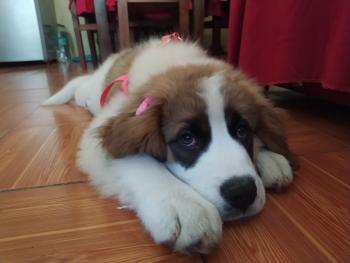 Lana, Saint Bernard