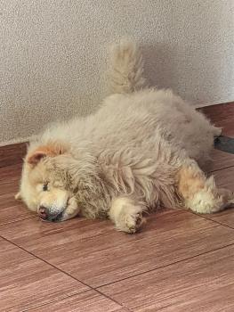 Frida, Chow Chow