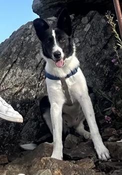 Kyra, Border Collie