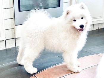 MAVI, Samoyedo