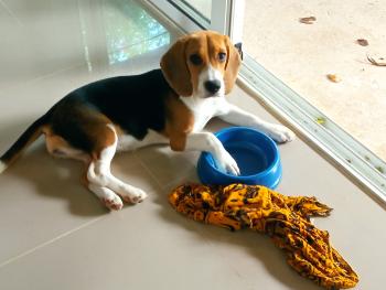 maya, Beagle