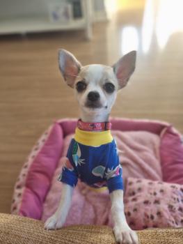 Ravena, Chihuahua