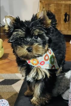 ALCANTARA, Yorkshire Terrier