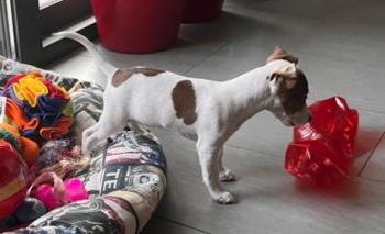 Pepper, Parson Jack Russell Terrier (De Pelaje Corto - Suave)