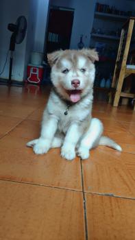 Aerys, Husky Siberiano