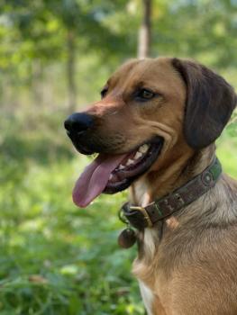 Gaspar, Otros perros