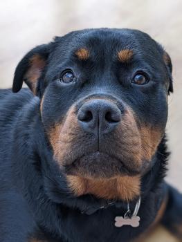 Lucy, Rottweiler