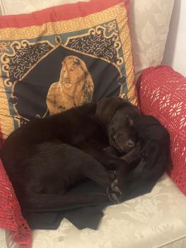 Teddy, Labrador Retriever