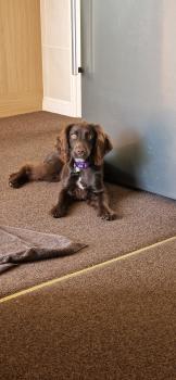 Lola, Cocker Spaniel