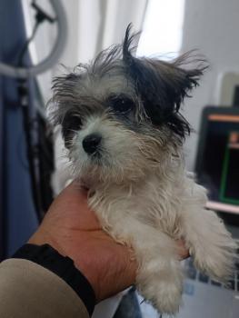 K-milo, Shih Tzu