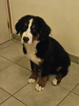 Urbann, Bovaro del bernese