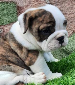 Zoé, Bulldog Inglese