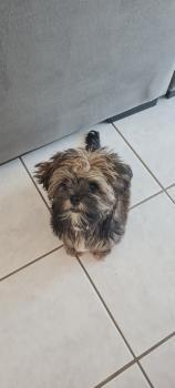 Peper, Shih Tzu