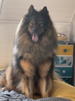 Ryder, Eurasier