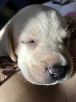 Madonna, Labrador Retriever