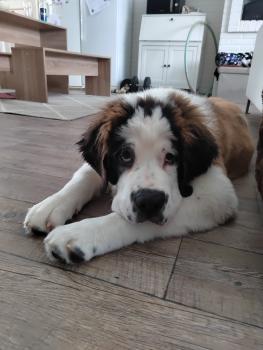 Vainglory Verde Odin, Saint Bernard