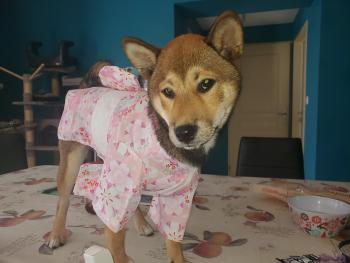 Usagi, Shiba