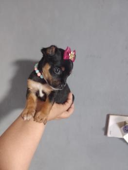 Jully, Pinscher (Alemán)