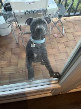 Simba, Staffordshire Bull Terrier