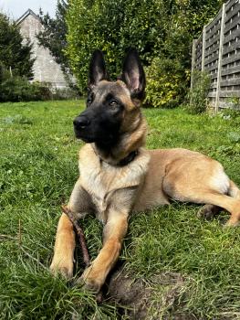 Aïko, Malinois