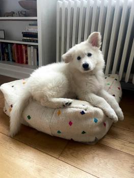 Bahia, Berger Blanc Suisse