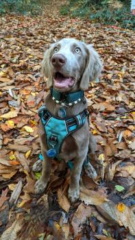 Ulco, Weimaraner