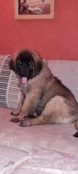 Urbane, Leonberger
