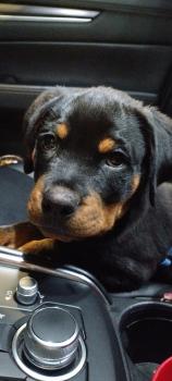 Ron, Rottweiler