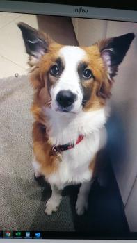 Kaiser, Border Collie