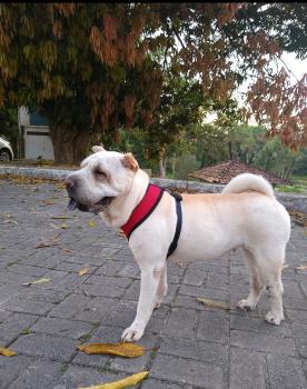 Frida, Shar-Pei