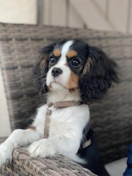 Umi, Cavalier King Charles