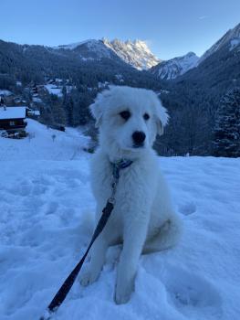 mocca, Pyrenean Mountain Dog