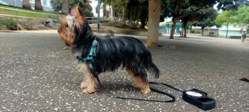 Cotufa, Yorkshire Terrier