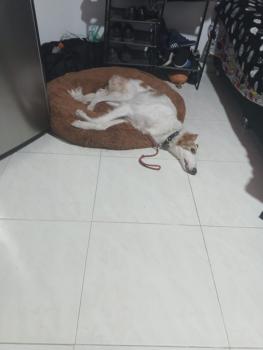 Maria, Borzoi