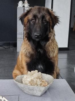 Ugo, Estrela Mountain Dog